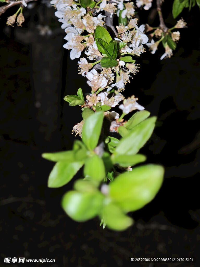 垂枝白花绿叶景致