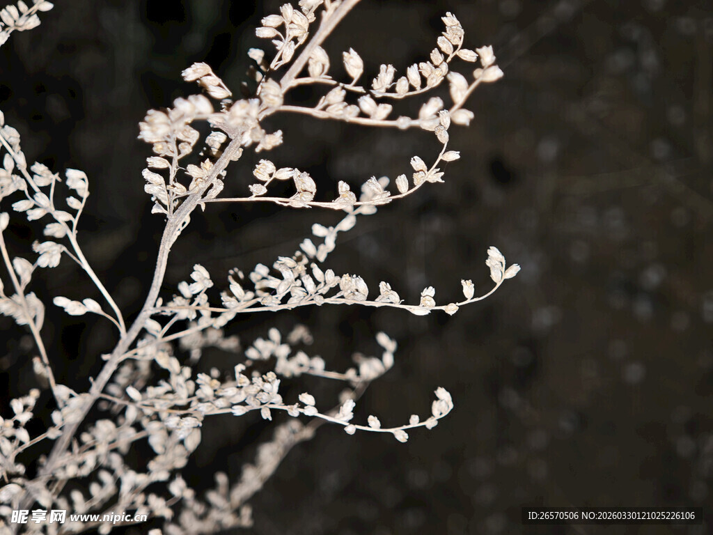 覆霜树枝特写