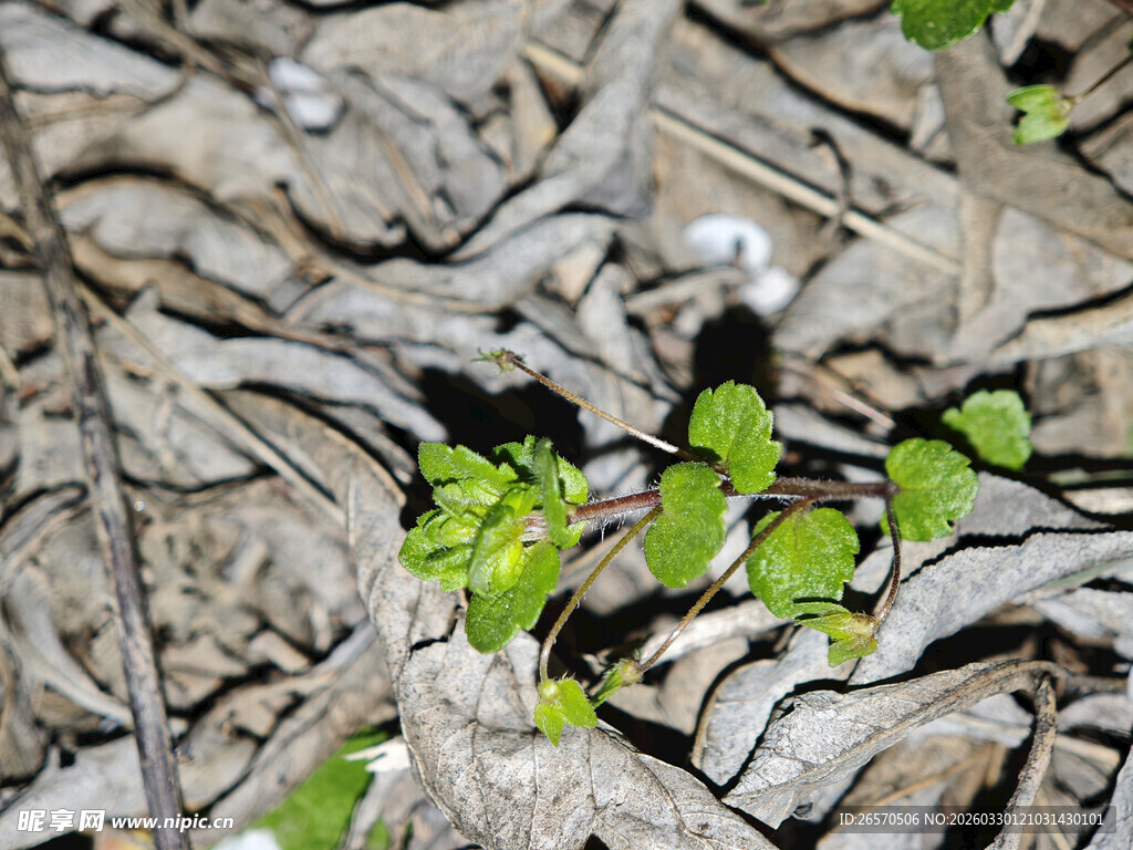 枯叶中冒出的嫩绿新芽