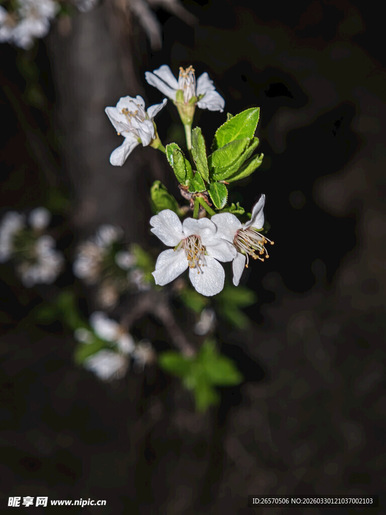 枝头绽放的白色小花