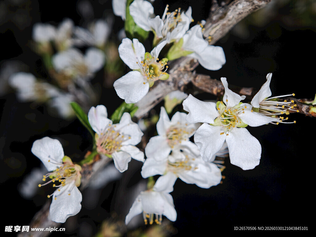 枝头绽放的洁白小花