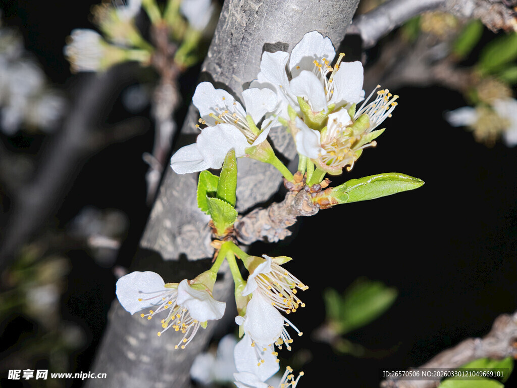 枝头绽放的洁白花朵