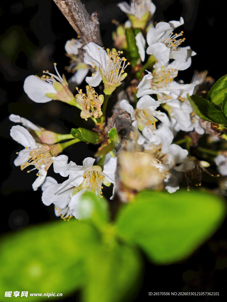 枝头绽放的白色小花