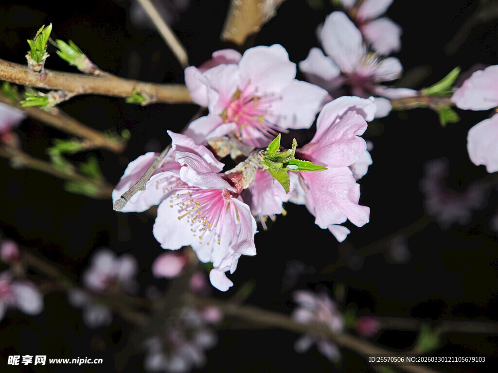 夜下绽放的粉嫩桃花