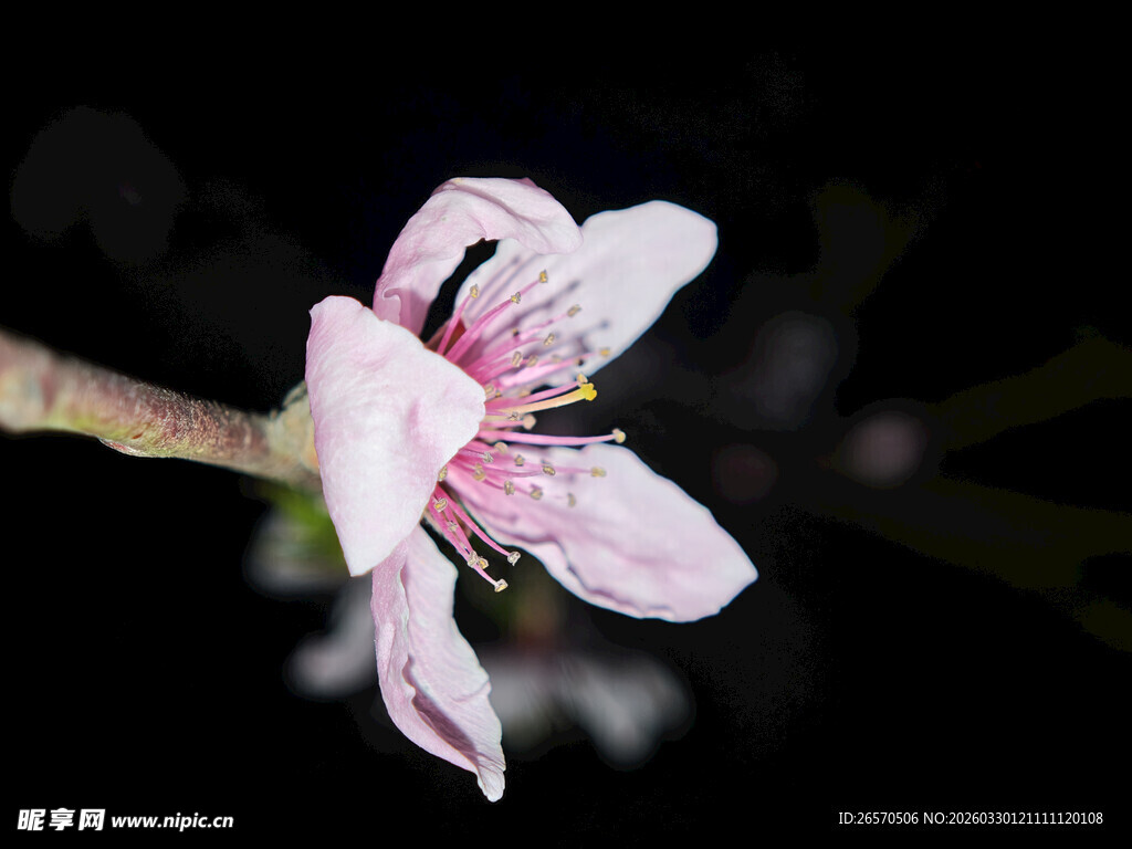 单枝绽放的粉嫩桃花