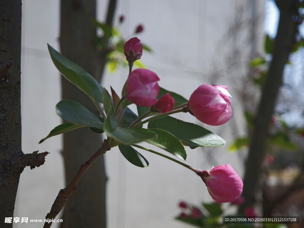枝头绽放的粉嫩海棠花