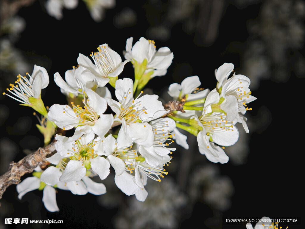 洁白绽放的美丽枝头花朵
