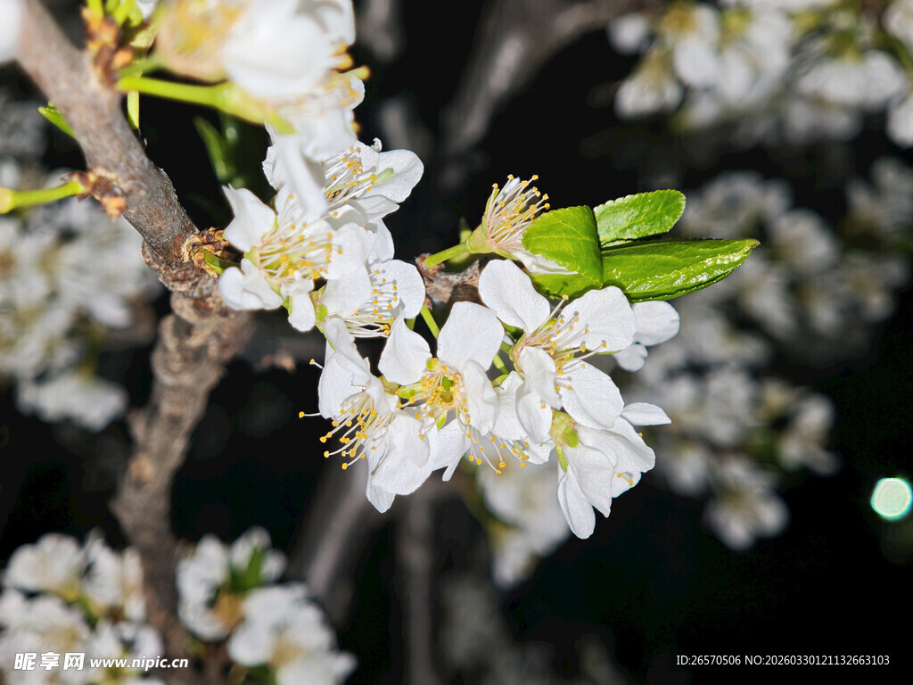 洁白李花绽放枝头