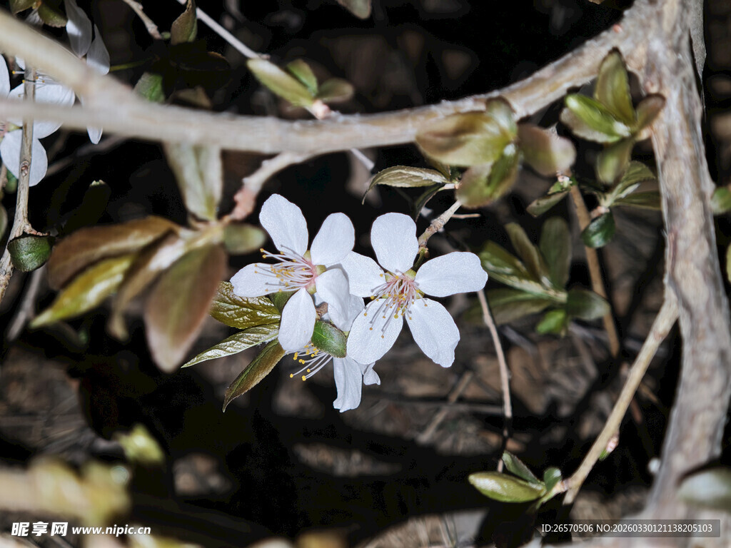 枝头绽放的洁白玉兰花