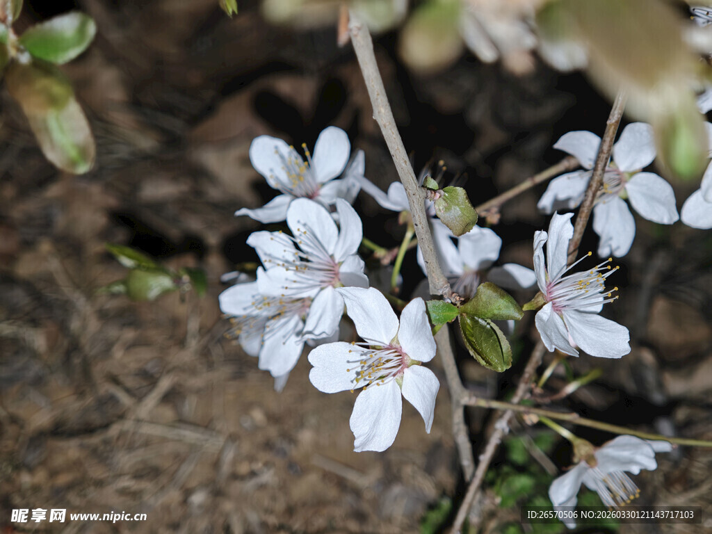 白色小花绽放于泥土间