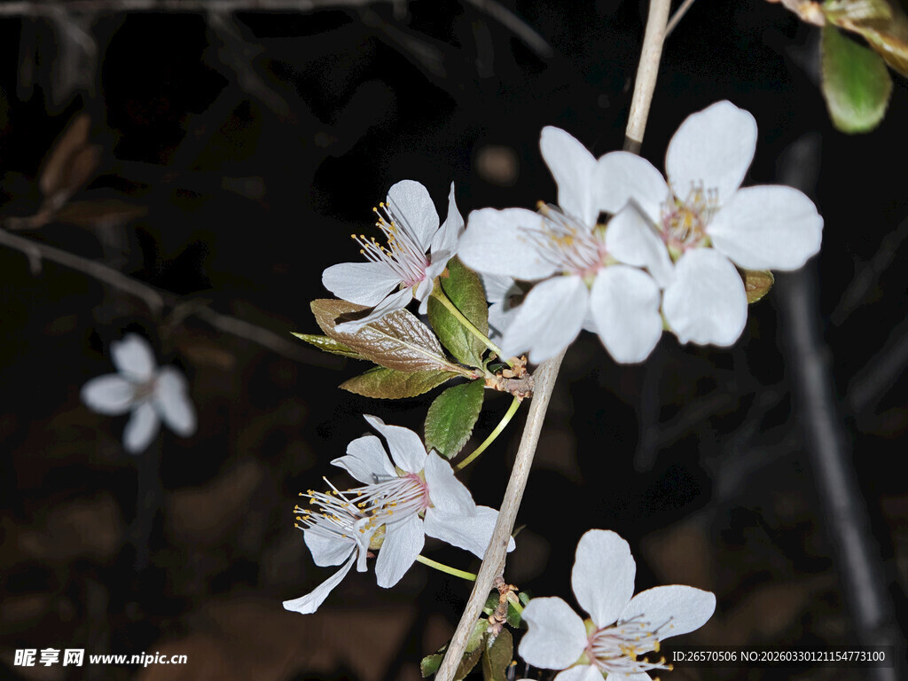 枝头绽放的洁白小花