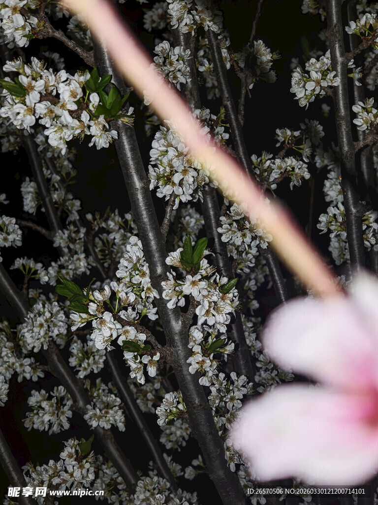 粉色花朵与繁茂花枝特写