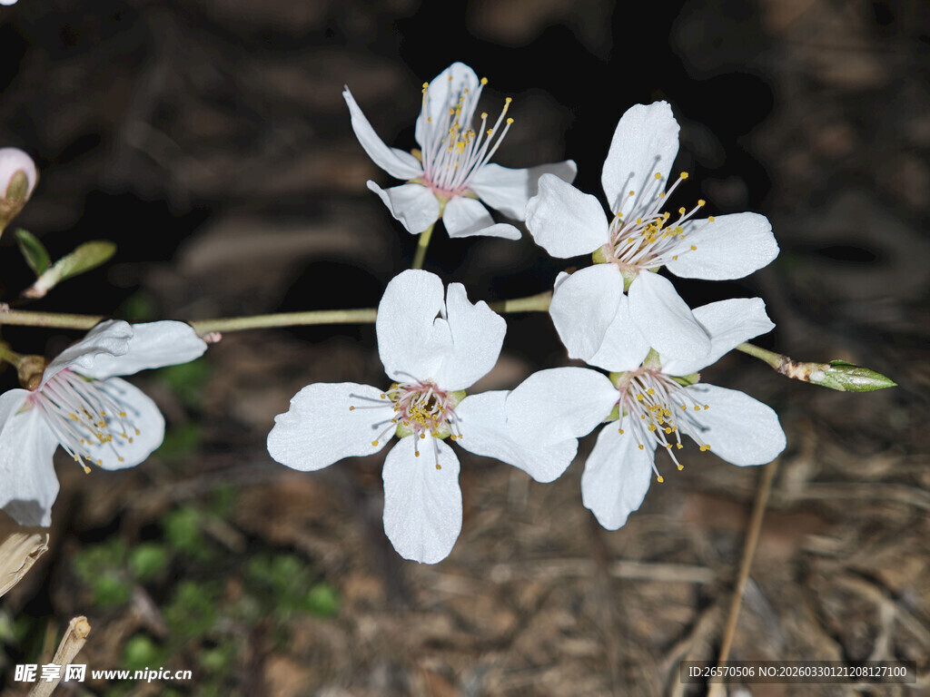 枝头绽放的素雅白色小花