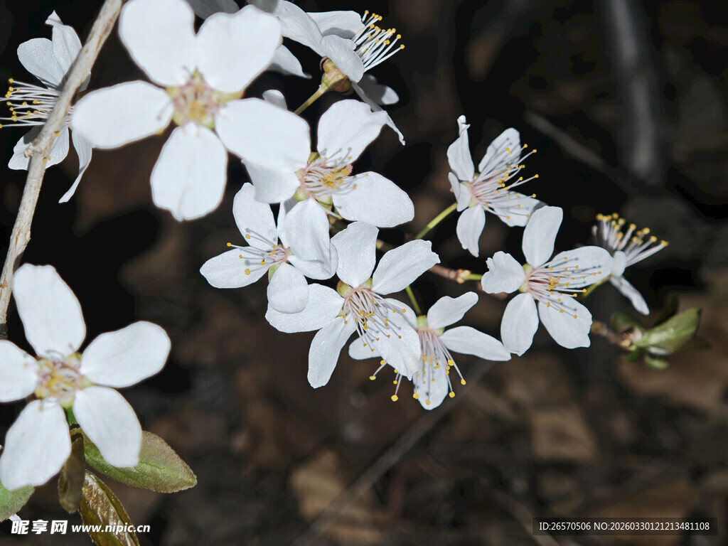 白色小花绽放枝头