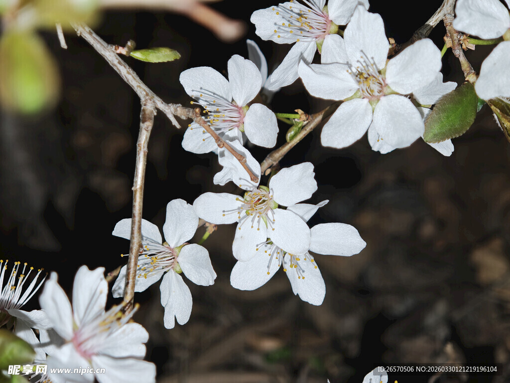 枝头绽放的素雅白色花朵