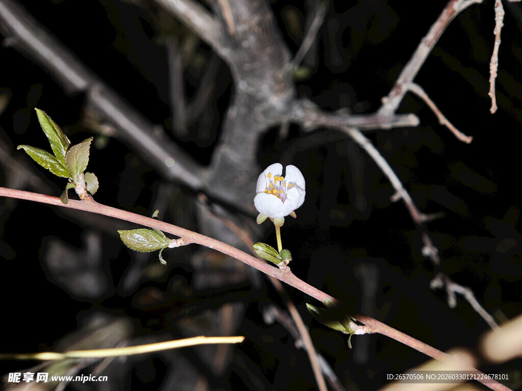 枝头绽放的素雅小白花