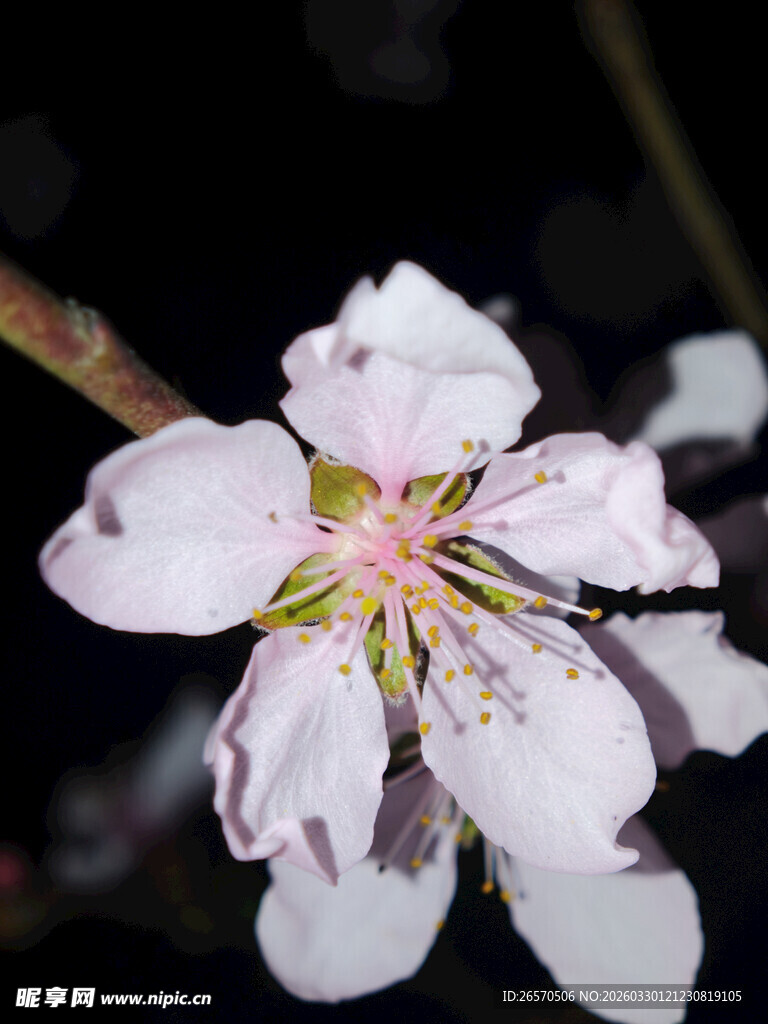 夜下绽放的娇艳杏花