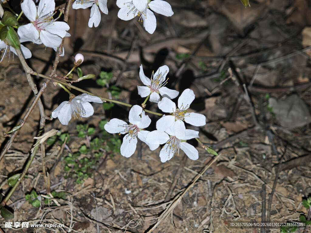 地面绽放的白色小花