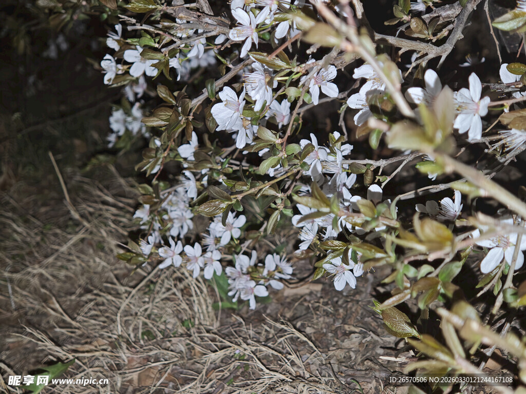 地面绽放的白色簇状小花