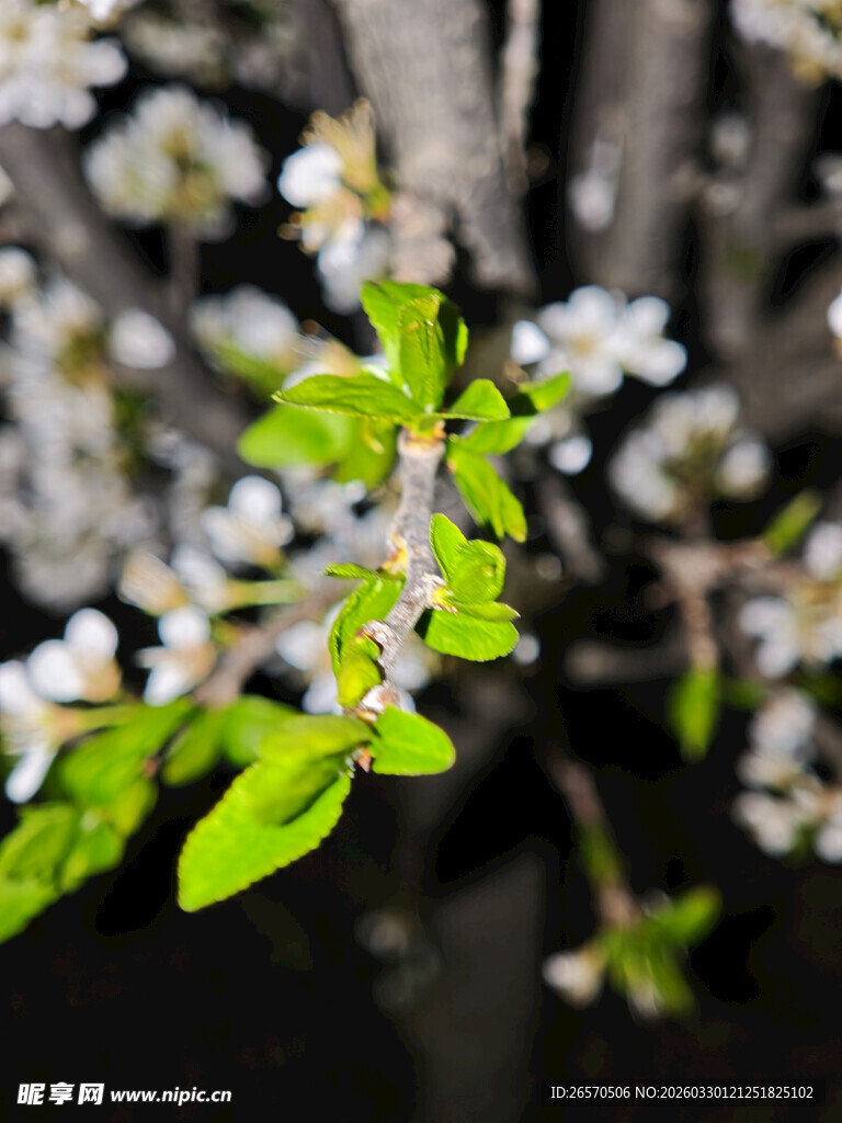 枝头嫩绿与白花相衬