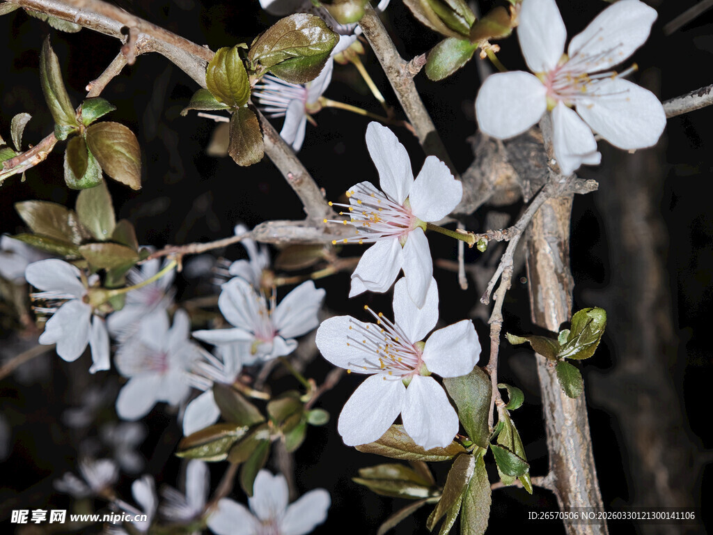 白色小花绽放枝头
