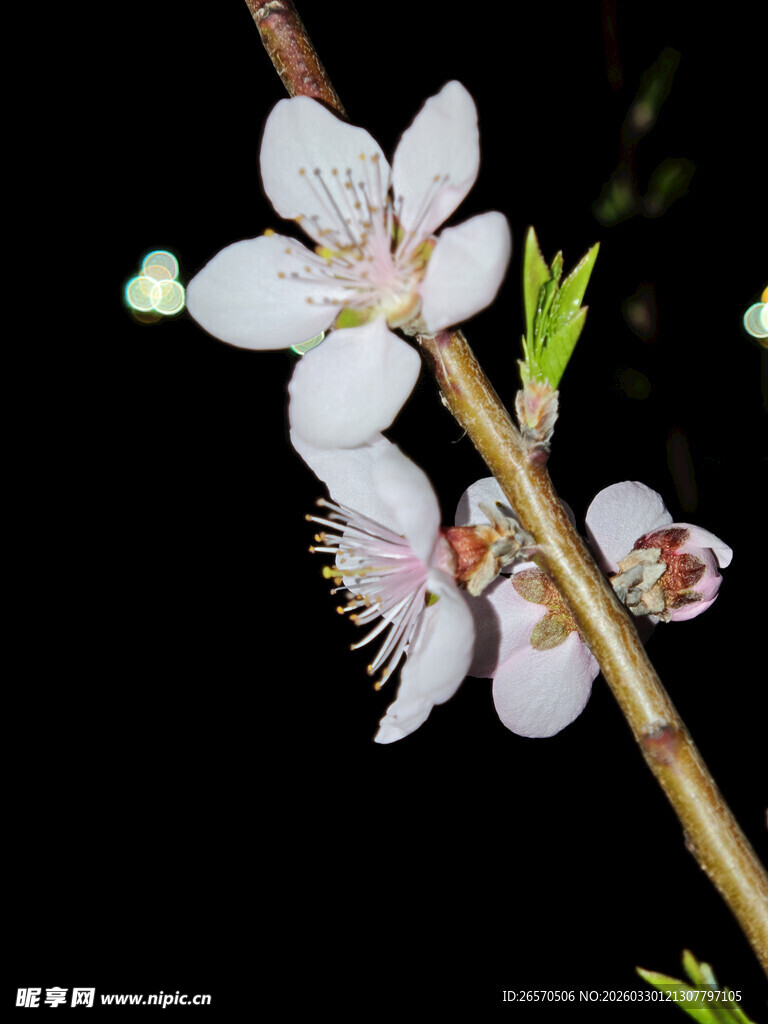 枝头绽放的素雅白桃花
