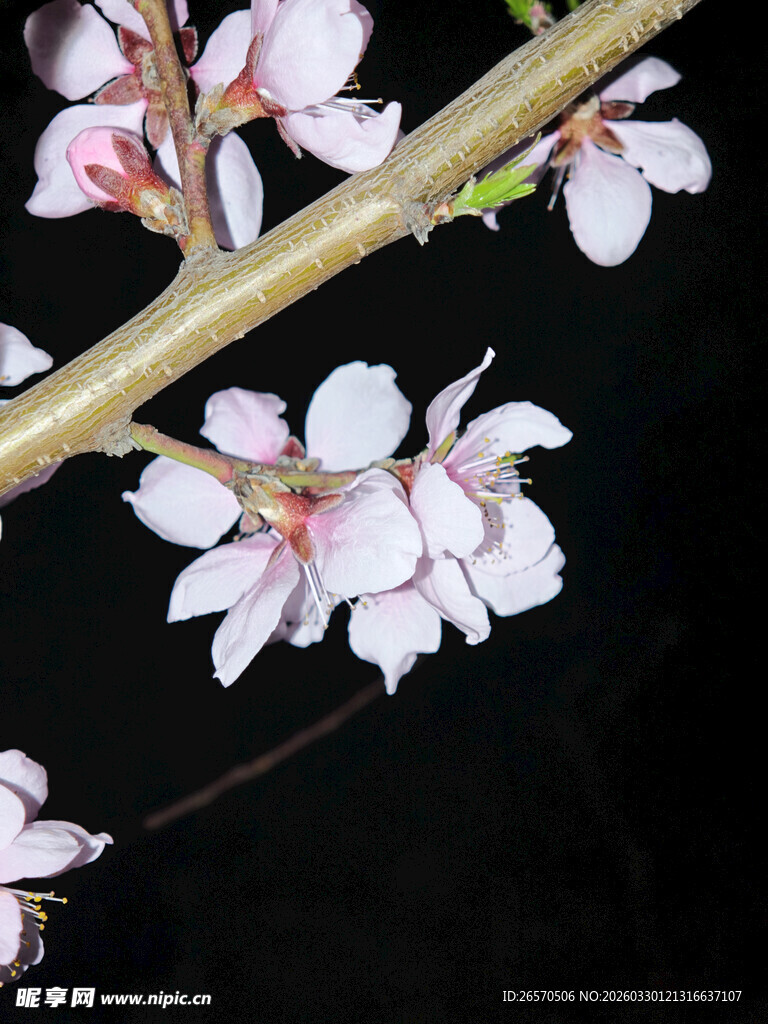 夜下绽放的粉嫩桃花