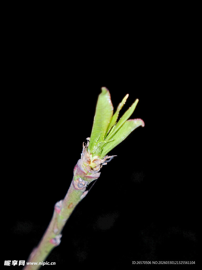 嫩绿新芽崭露头角