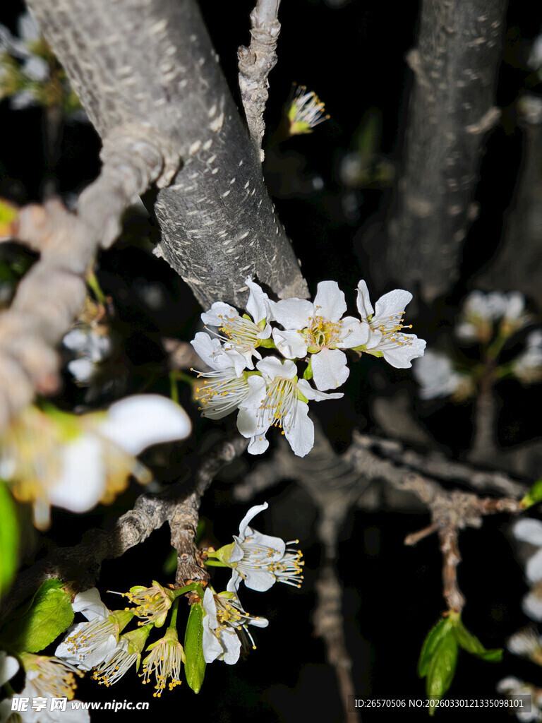 枝头绽放的洁白小花