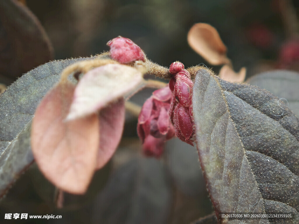 枯萎花朵与绿叶的景象