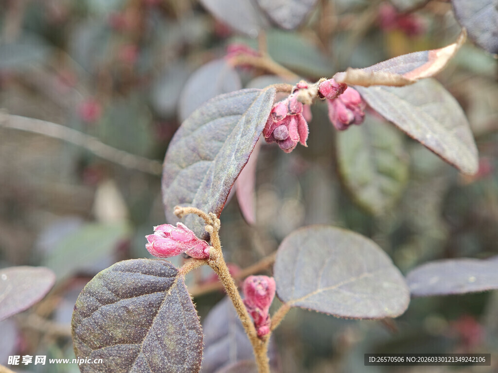 枝头粉嫩花朵与绿叶