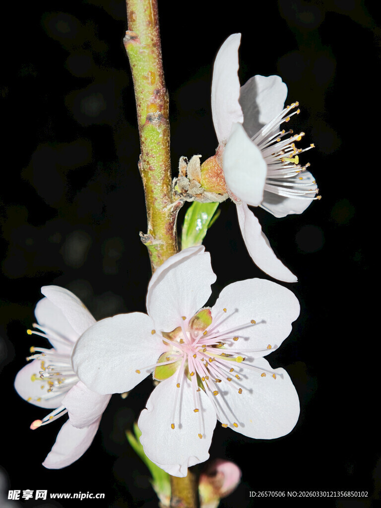 白色桃花特写