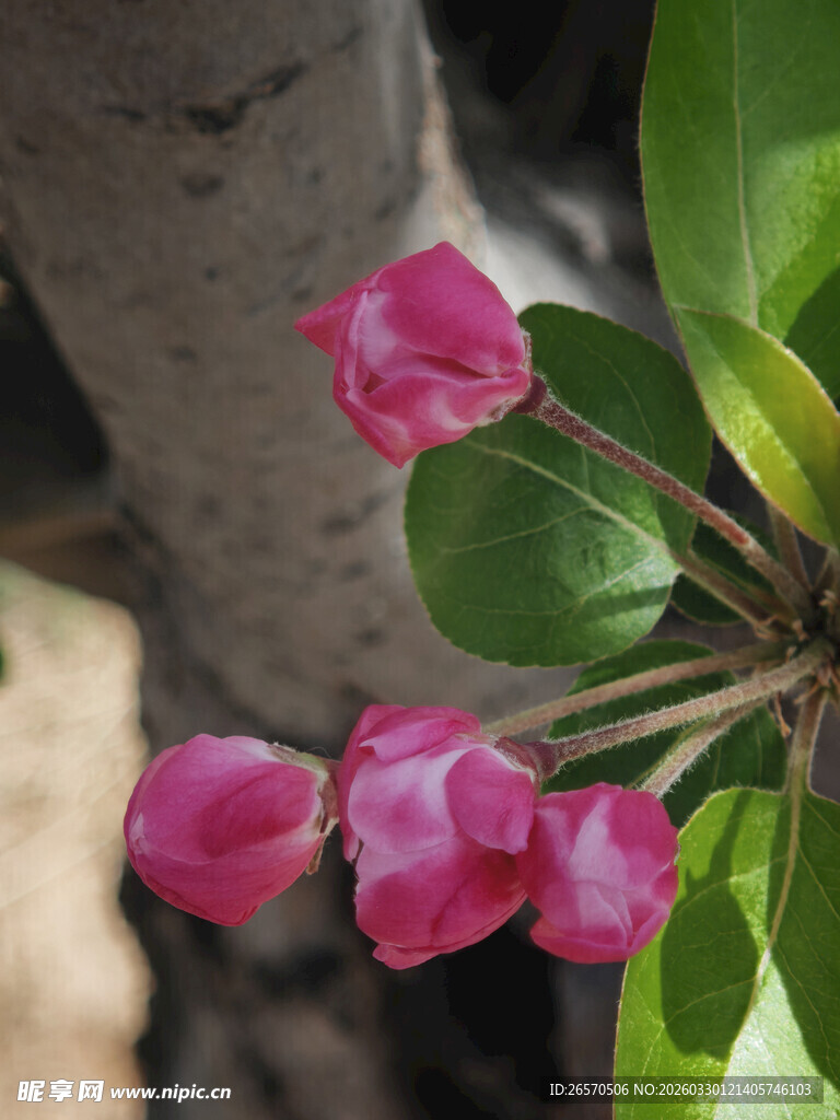 娇艳粉色花朵与绿叶相依