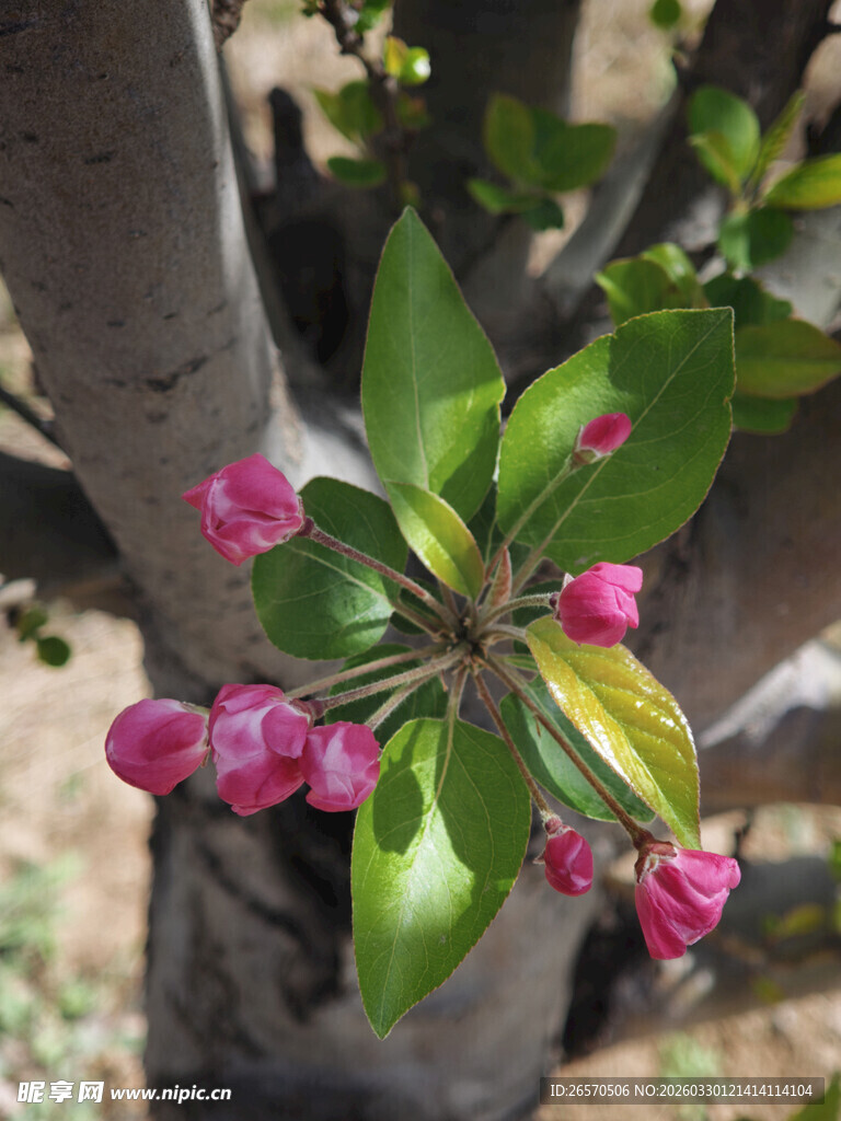 枝头绽放的娇艳粉色花朵