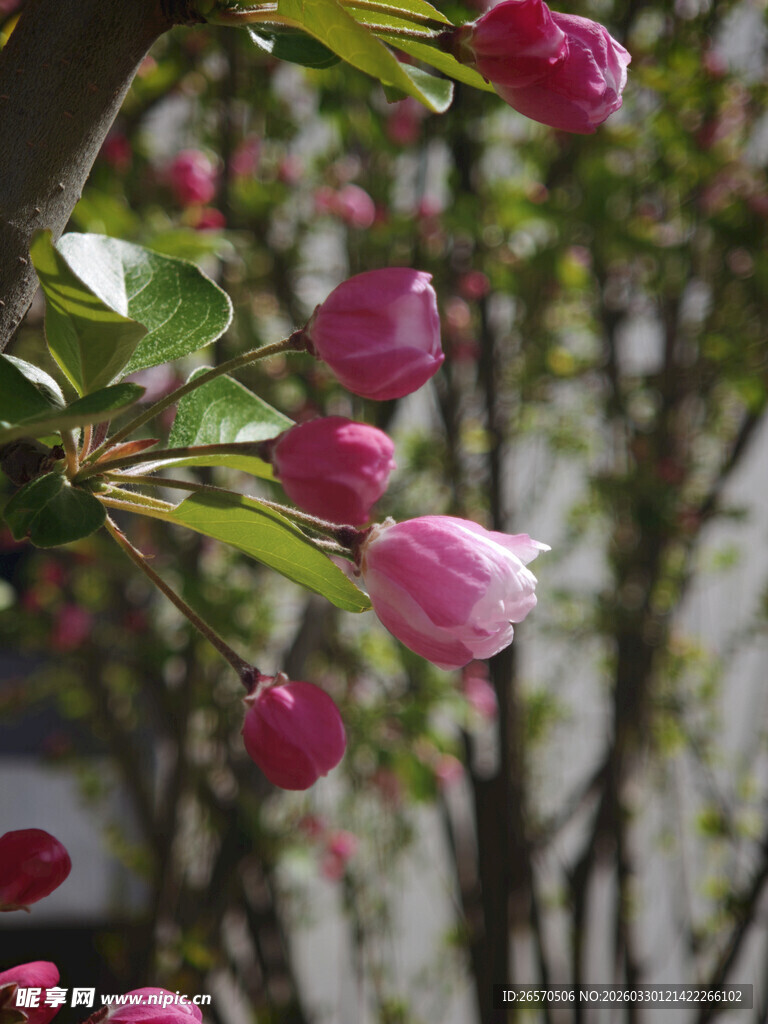 娇艳绽放的粉色花卉