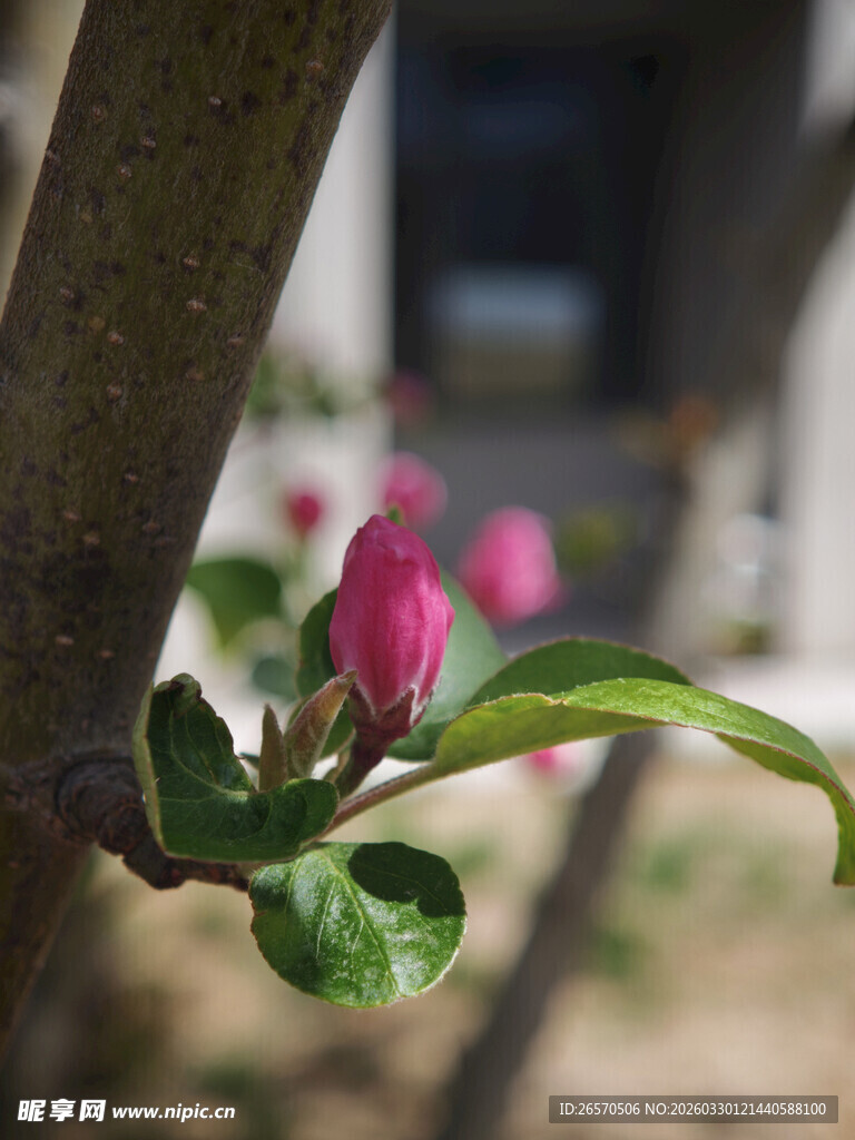 枝头绽放的粉嫩海棠花