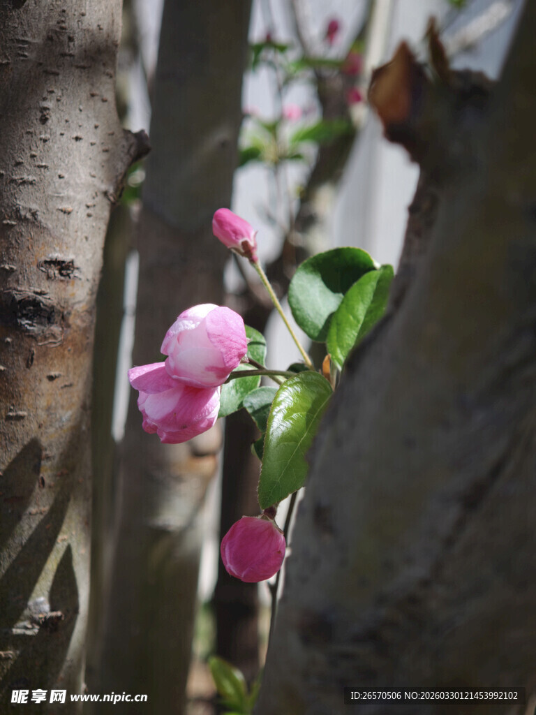 枝头绽放的粉嫩海棠花
