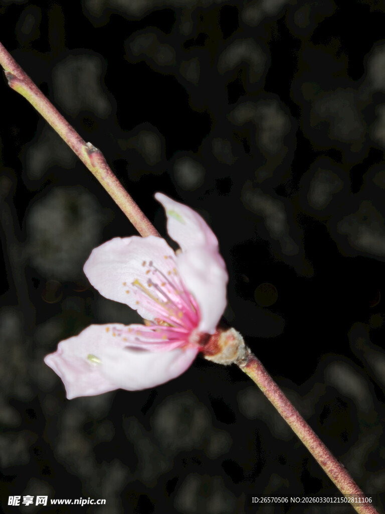 单枝绽放的粉嫩桃花