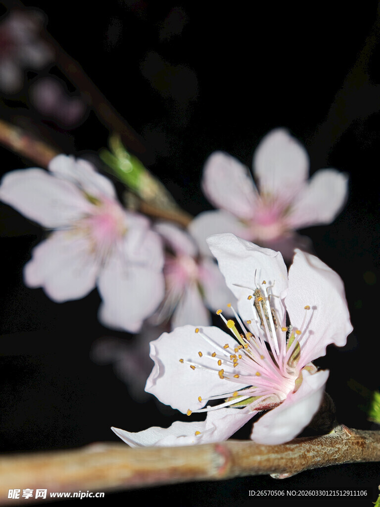 夜下绽放的娇艳桃花