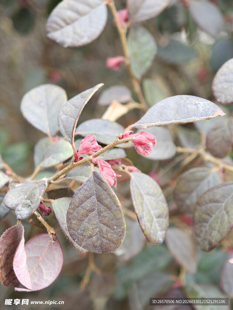 带红果的灰绿叶植物