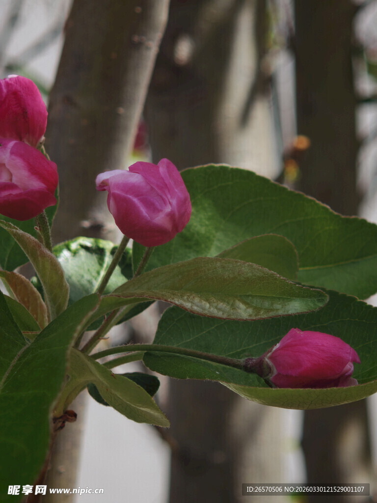 娇艳粉色海棠花绽放