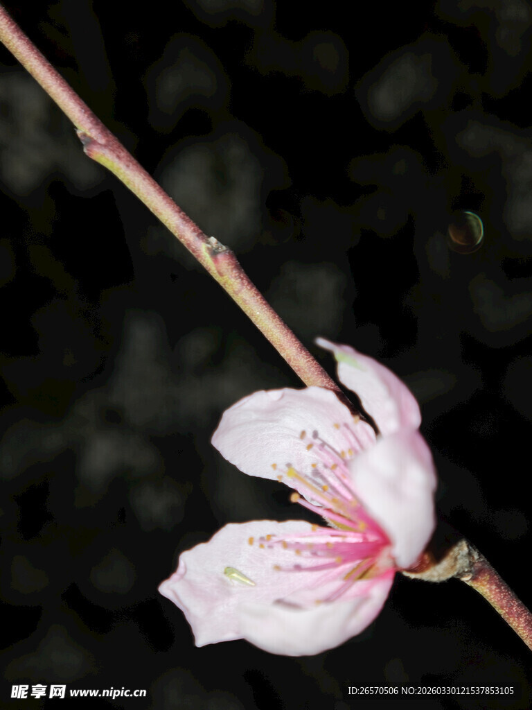 一枝娇艳桃花绽放