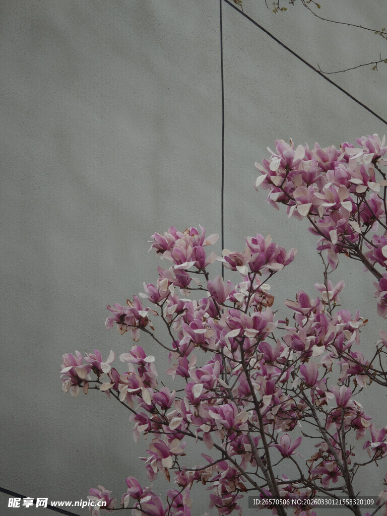墙边绽放的粉色花枝