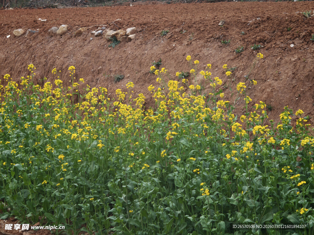 田野中的黄色油菜花绽放