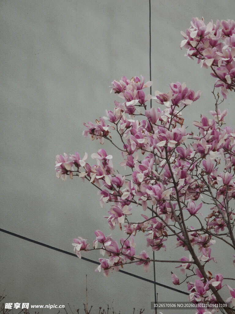 墙边绽放的粉嫩花枝