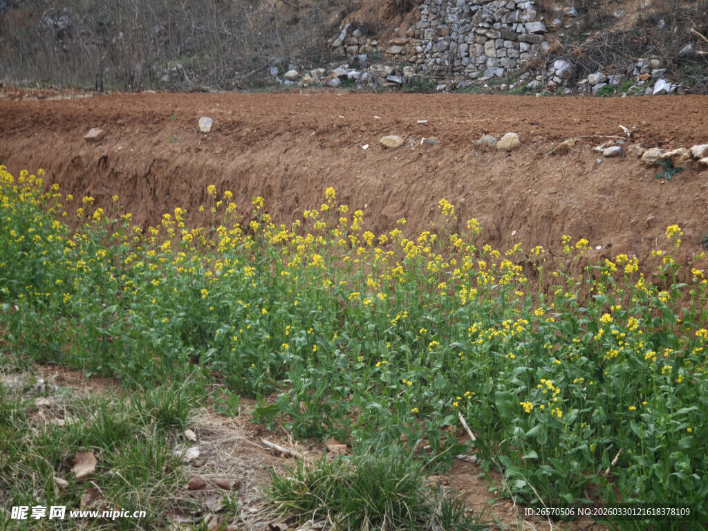 田野间绽放的绚烂油菜花