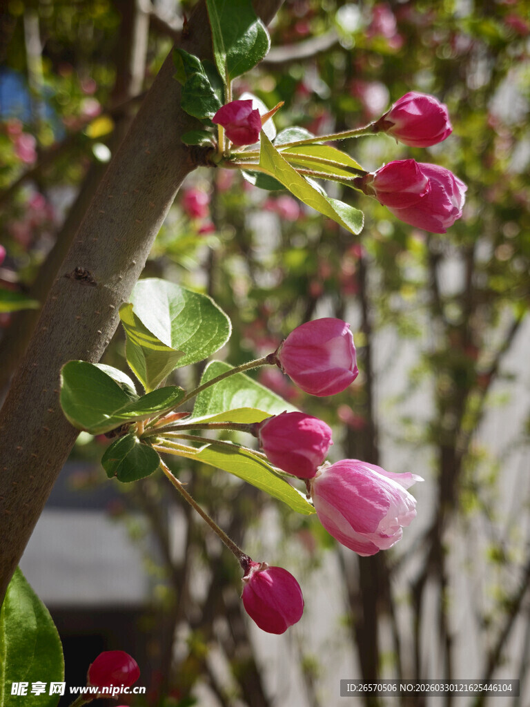 枝头粉嫩花苞绽放