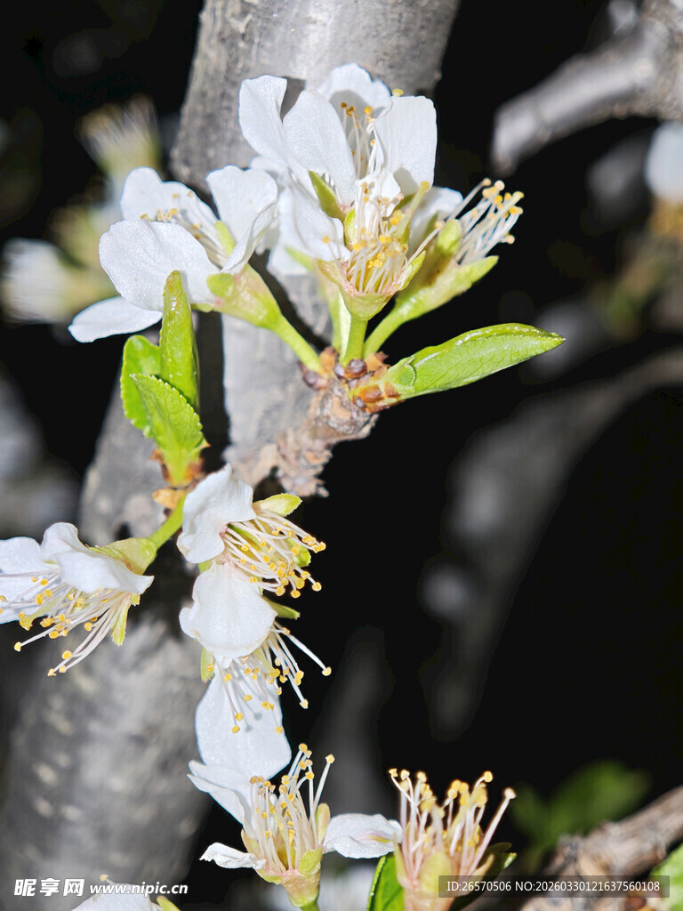 枝头绽放的洁白花朵