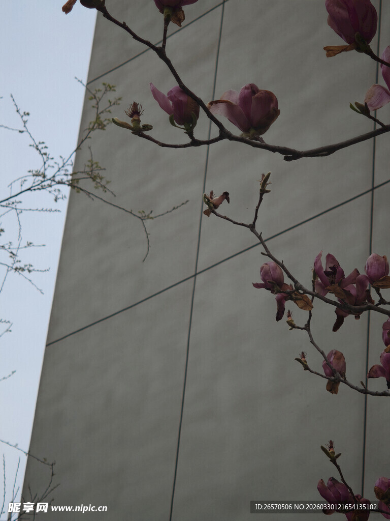 墙边绽放的玉兰花枝