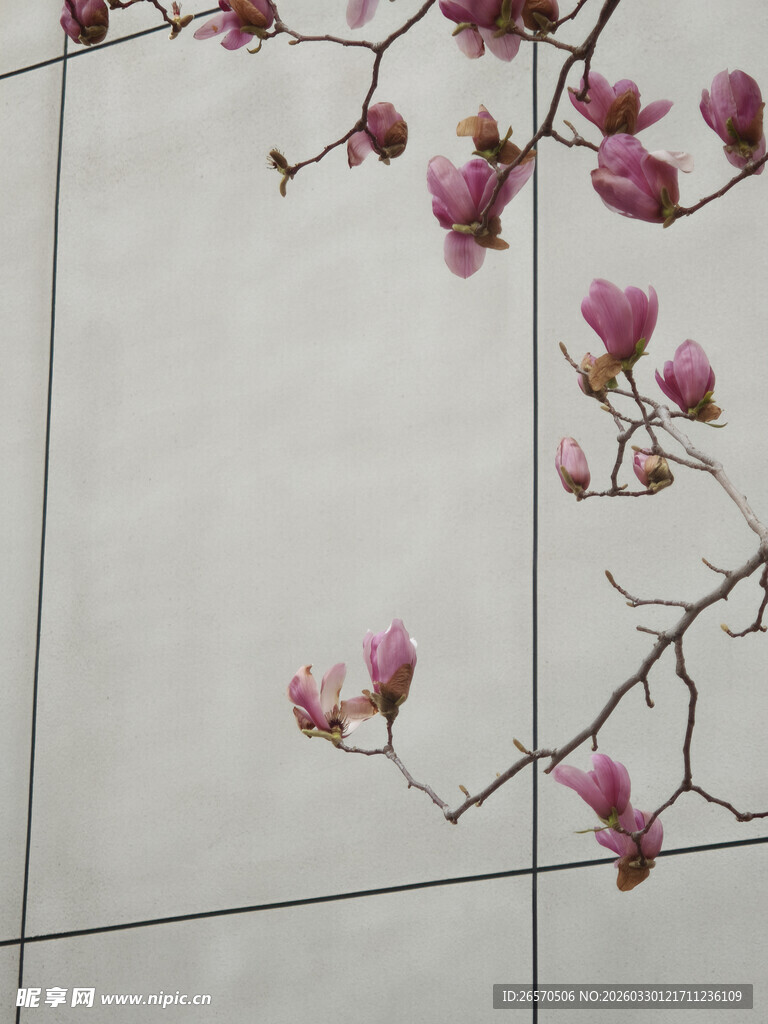 墙边绽放的粉嫩玉兰花